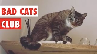 Bad Cats Club  Funny Cat Video Compilation 2020 [upl. by Kask]