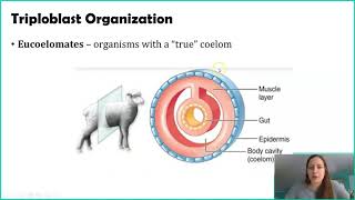 Classifying Animals Germ Layers [upl. by Anikal]