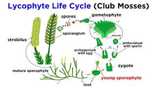 Lycophytes Early Vascular Plants [upl. by Pang]