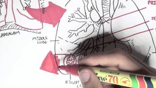 Respiratory System  Overview [upl. by Llaccm]