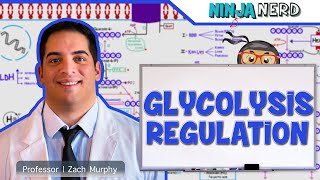 Metabolism  Regulation of Glycolysis [upl. by Airalednac]