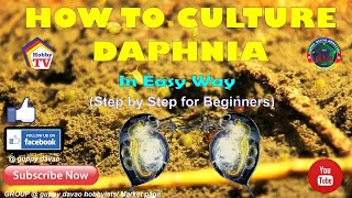 HOW TO CULTURE DAPHNIA In Easy Way [upl. by Nnaitsirhc]