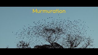 Murmuration [upl. by Eelrac]