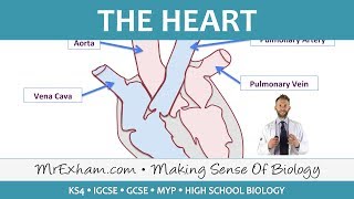 The Heart  GCSE Biology 91 [upl. by Geraud]