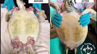 Tackling a turtle tumor threat English [upl. by Assilym]