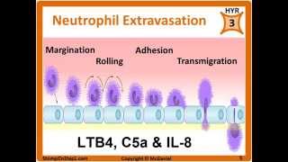 Histamine Prostaglandin Leukotrienes Bradkinin PGE2 LTB4 Chemotactic Factors [upl. by Ruhtra]