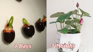 How to grow mini lotus from seeds sprout quickly [upl. by Aelyk]