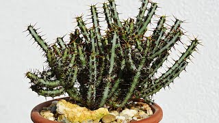 EUPHORBIA SUCCULENT PROPAGATION FROM CUTTINGS [upl. by Nico494]