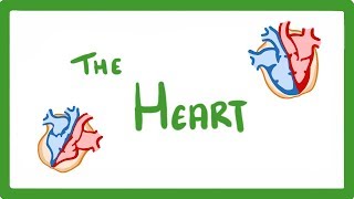 GCSE Biology  The Heart 23 [upl. by Kendyl]